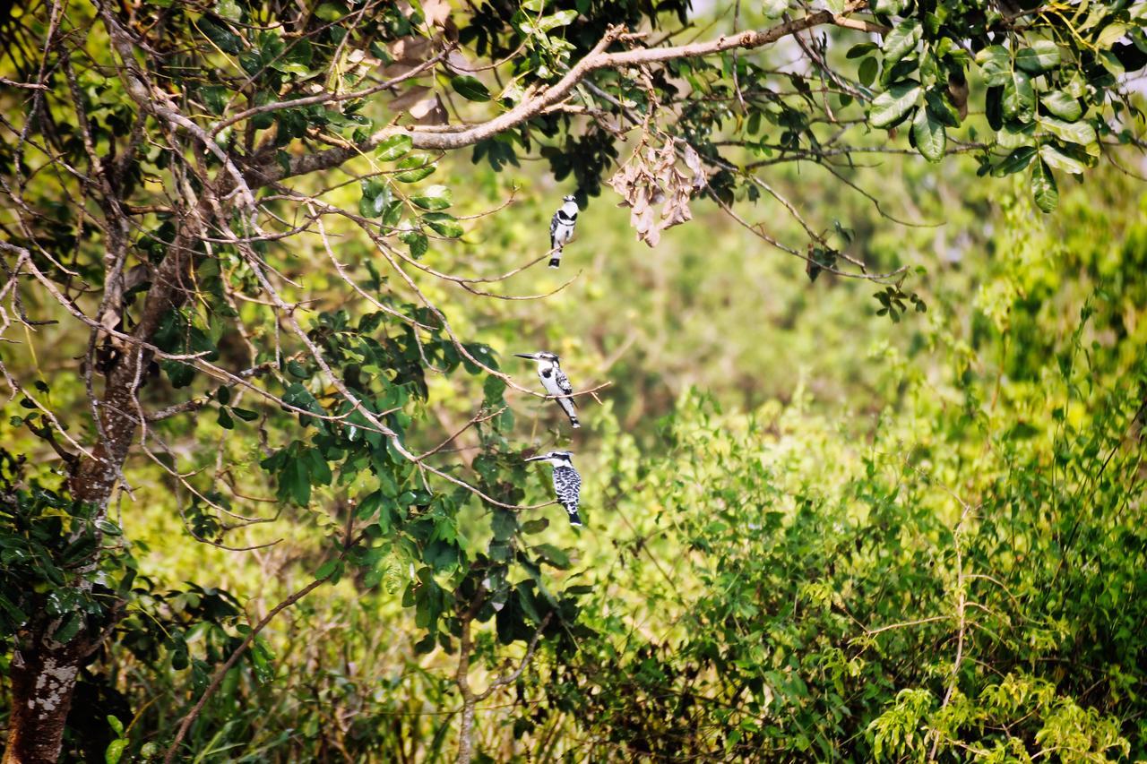 Twiga Safari Lodge Paraa 外观 照片