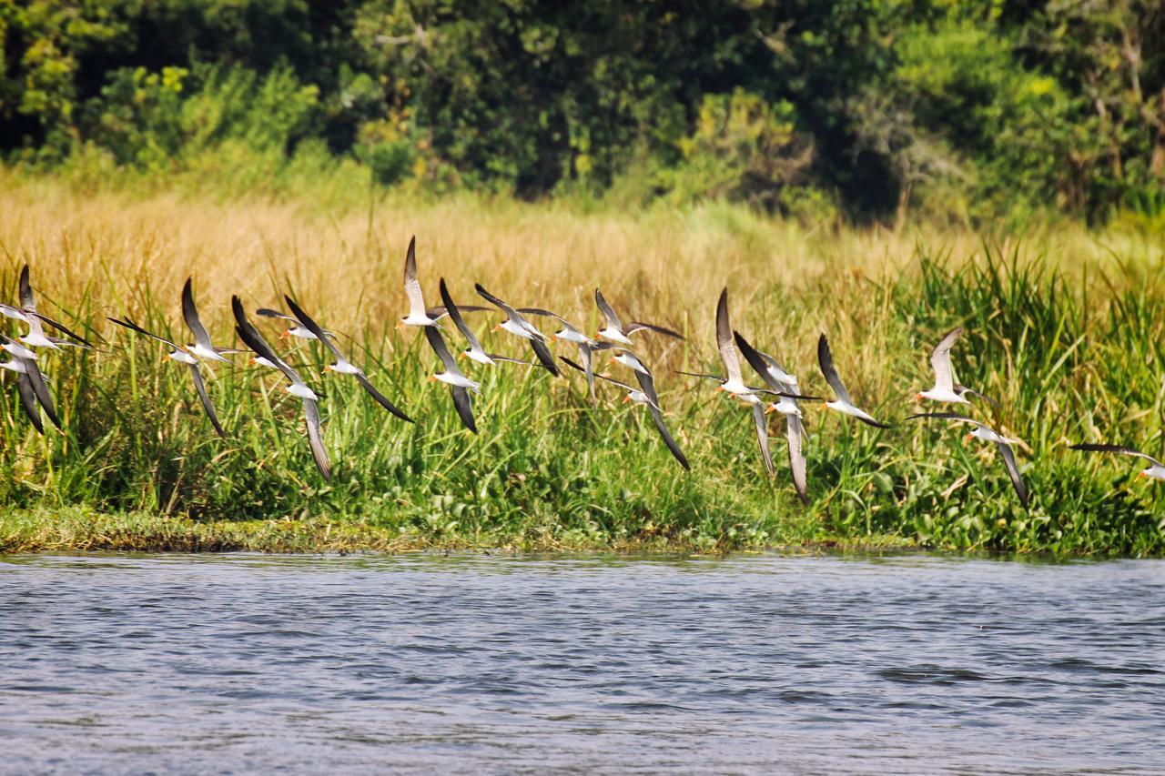 Twiga Safari Lodge Paraa 外观 照片